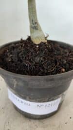 ENXERTO 12127  – 20cm (cor LM 442) - Imagem 6