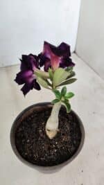 ENXERTO 12127  – 20cm (cor LM 442) - Imagem 5