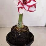 ENXERTO 12128  – 20cm (cor LM 797) Id: FERRARI