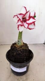 ENXERTO 12128  – 20cm (cor LM 797) Id: FERRARI