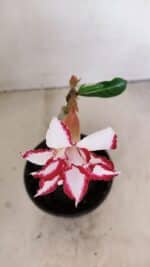 ENXERTO 12128  – 20cm (cor LM 797) Id: FERRARI - Imagem 3