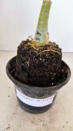 ENXERTO 12128  – 20cm (cor LM 797) Id: FERRARI - Imagem 6