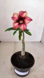 ENXERTO 12129  – 20cm (cor LM 506) - Imagem 2