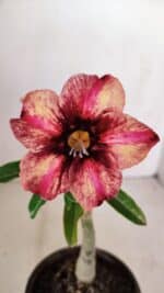 ENXERTO 12129  – 20cm (cor LM 506)