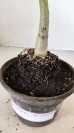 ENXERTO 12129  – 20cm (cor LM 506) - Imagem 4