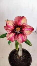 ENXERTO 12129  – 20cm (cor LM 506) - Imagem 3