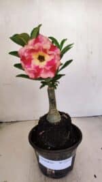 ENXERTO 12131  – 20cm (cor LM 995) - Imagem 2