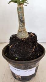 ENXERTO 12131  – 20cm (cor LM 995) - Imagem 6