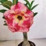 ENXERTO 12131  – 20cm (cor LM 995)