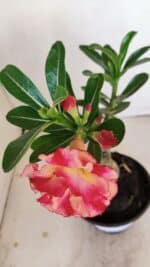 ENXERTO 12131  – 20cm (cor LM 995) - Imagem 4