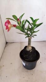 ENXERTO 12131  – 20cm (cor LM 995) - Imagem 5