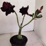 ENXERTO 12133  – 20cm (cor LM 783)