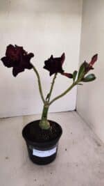 ENXERTO 12133  – 20cm (cor LM 783)