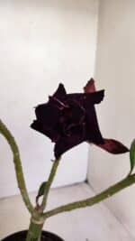 ENXERTO 12133  – 20cm (cor LM 783) - Imagem 3