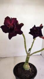 ENXERTO 12133  – 20cm (cor LM 783) - Imagem 4