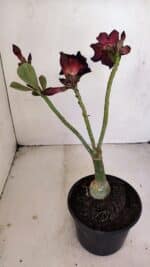 ENXERTO 12133  – 20cm (cor LM 783) - Imagem 5