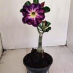 ENXERTO 12135  – 22cm (cor LM 854)