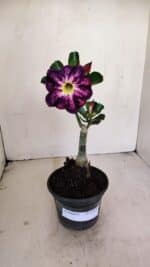 ENXERTO 12135  – 22cm (cor LM 854)