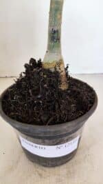 ENXERTO 12135  – 22cm (cor LM 854) - Imagem 6