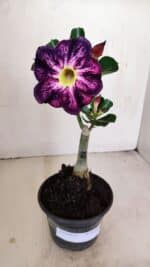 ENXERTO 12135  – 22cm (cor LM 854) - Imagem 4