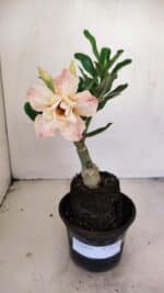 ENXERTO 12136  – 22cm (cor LM 728)