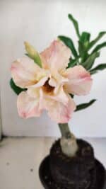 ENXERTO 12136  – 22cm (cor LM 728) - Imagem 3