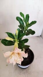 ENXERTO 12136  – 22cm (cor LM 728) - Imagem 4