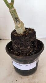 ENXERTO 12136  – 22cm (cor LM 728) - Imagem 7