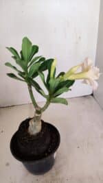 ENXERTO 12136  – 22cm (cor LM 728) - Imagem 6