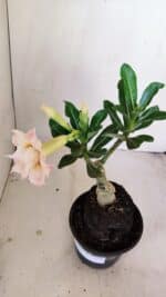 ENXERTO 12136  – 22cm (cor LM 728) - Imagem 5