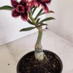 ENXERTO 12137  – 22cm (cor LM 1007)