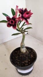 ENXERTO 12137  – 22cm (cor LM 1007)