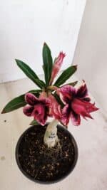 ENXERTO 12137  – 22cm (cor LM 1007) - Imagem 4