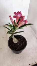 ENXERTO 12137  – 22cm (cor LM 1007) - Imagem 7