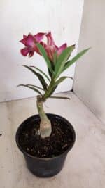 ENXERTO 12137  – 22cm (cor LM 1007) - Imagem 6