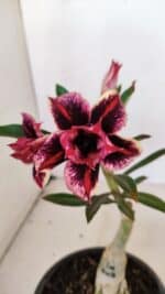 ENXERTO 12137  – 22cm (cor LM 1007) - Imagem 3