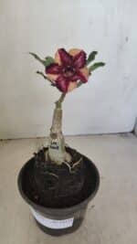 ENXERTO 12138  – 20cm (cor LM 1005) - Imagem 2