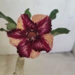 ENXERTO 12138  – 20cm (cor LM 1005)