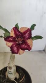 ENXERTO 12138  – 20cm (cor LM 1005)