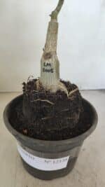 ENXERTO 12138  – 20cm (cor LM 1005) - Imagem 5