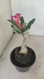 ENXERTO 12138  – 20cm (cor LM 1005) - Imagem 4