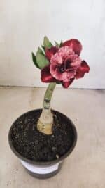 ENXERTO 12139  – 20cm (cor LM 889) - Imagem 2