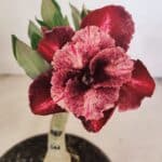 ENXERTO 12139  – 20cm (cor LM 889)