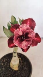 ENXERTO 12139  – 20cm (cor LM 889)