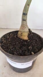 ENXERTO 12139  – 20cm (cor LM 889) - Imagem 6