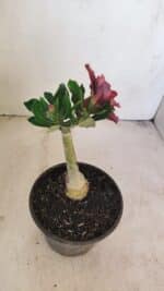 ENXERTO 12139  – 20cm (cor LM 889) - Imagem 5