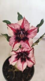 ENXERTO 12140  – 20cm (cor LM 424)