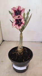 ENXERTO 12140  – 20cm (cor LM 424) - Imagem 6