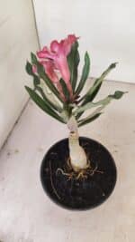 ENXERTO 12140  – 20cm (cor LM 424) - Imagem 4