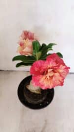 ENXERTO 12141  – 20cm (cor LM 582) - Imagem 3